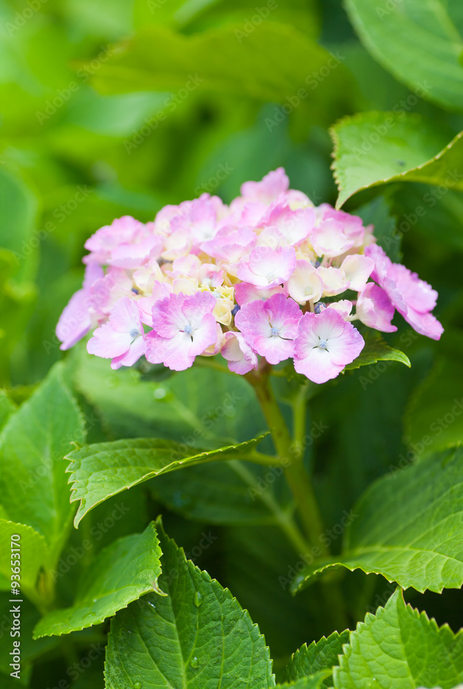 Beautiful Hydrangea macrophylla summer and autumn flower Beautiful Hydrangea macrophylla summer and autumn flower