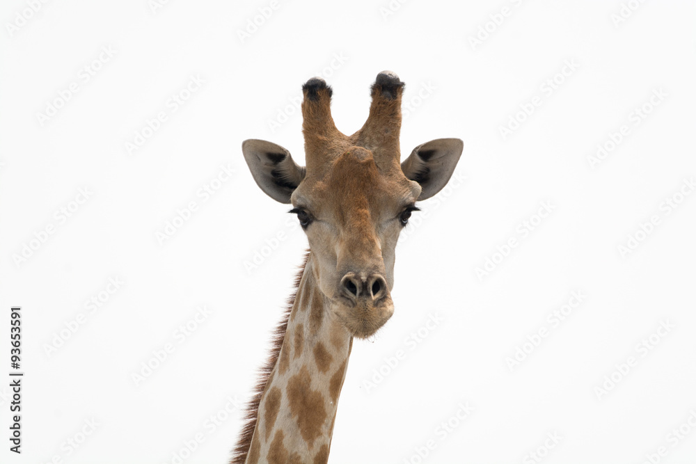 Headshot portrait of a giraffe