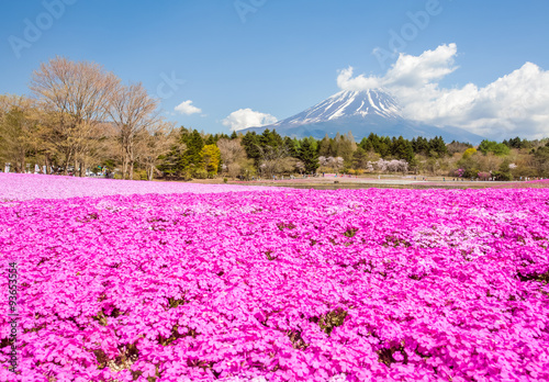 Mountain Fuji and pink moss field in spring season #93653554