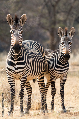 Two Hartmann Mountain Zebras
