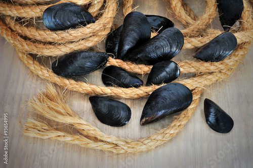 Fresh sea mussels on ropes background
