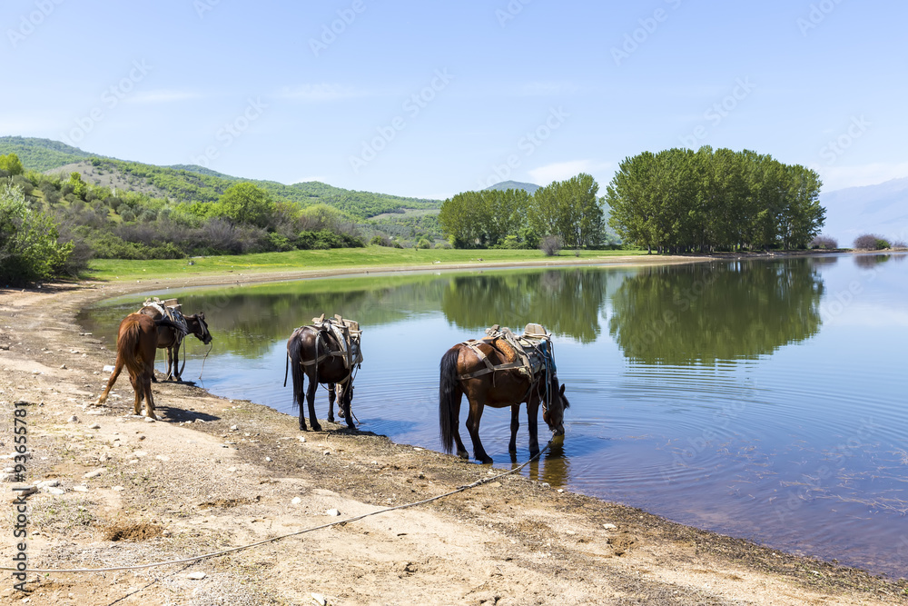  Horses drinking water in front of a lake.
