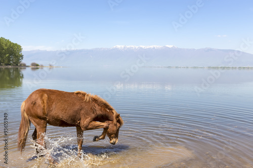  Horse drinking water in front of a lake. © ververidis