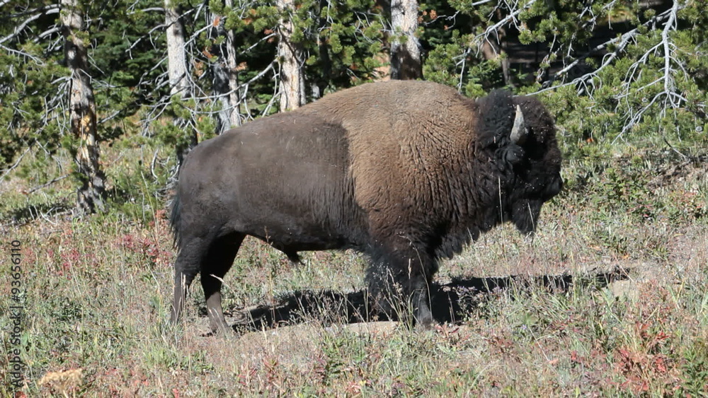 Bison buffalo standing in Yellowstone park P HD 2423 Bison buffalo standing in Yellowstone park P HD 2423