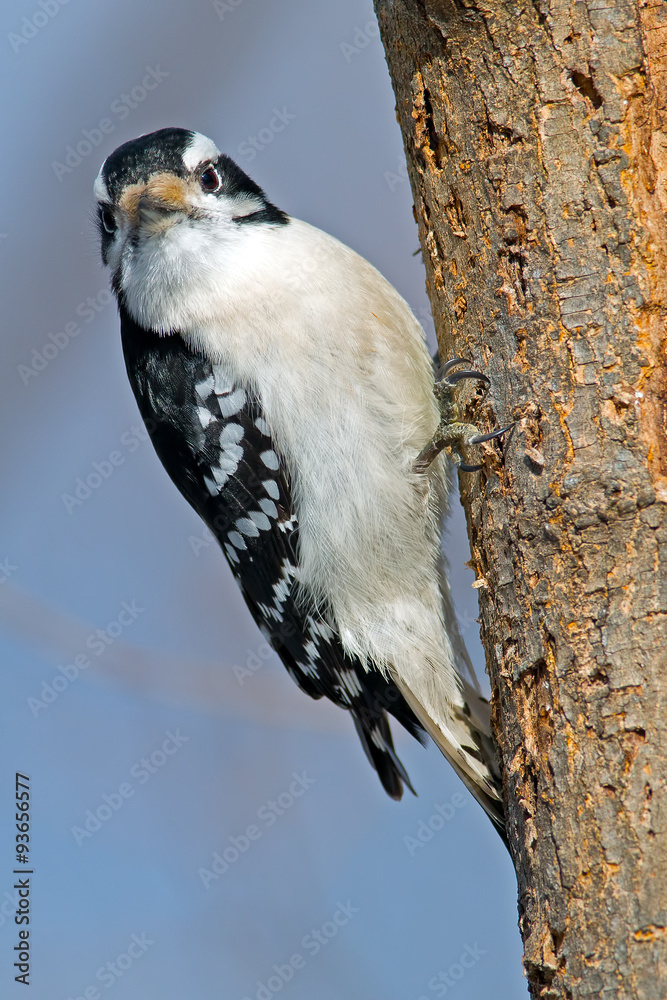 Naklejka premium Female Downy Woodpecker