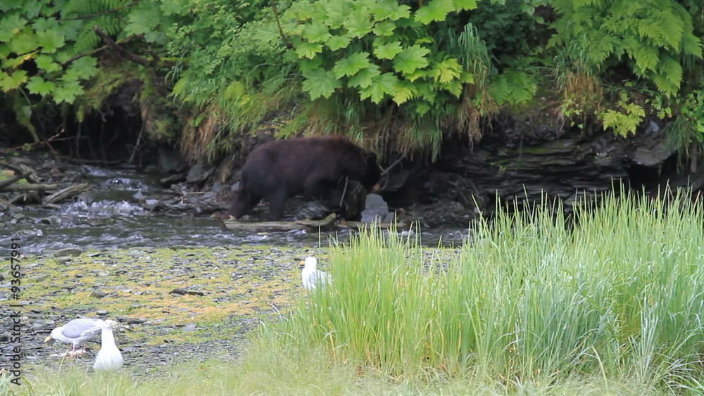 Bear hunting in salmon river P HD 7566 Bear hunting in salmon river P HD 7566