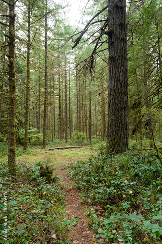 Forest Trail Wooded Area Oxbow Regional Park Oregon
