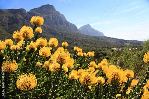 Yellow and red pincushion, proteas, Cape Town.