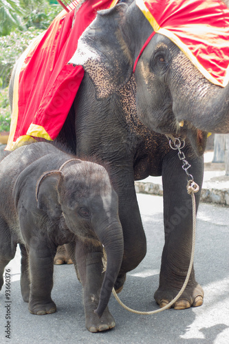 baby and mother elephants in zoo