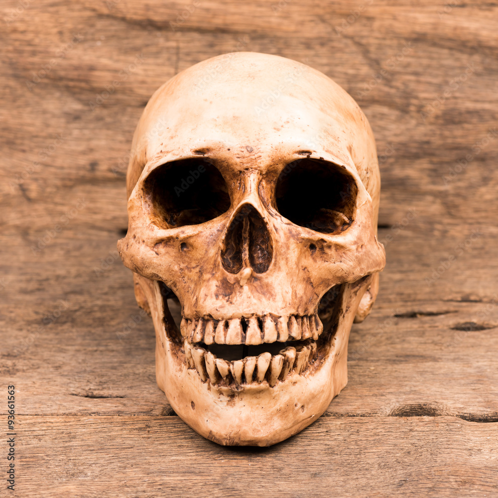 Fototapeta premium Human skull