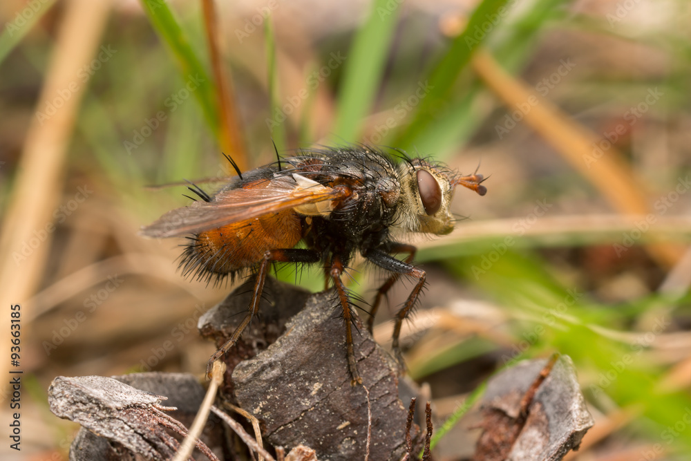 Tachinid fly, Tachina fera