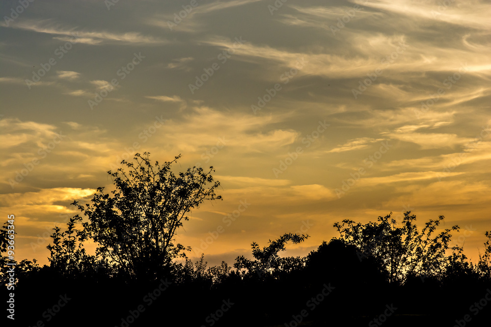 Sunset with nice tree silhouette