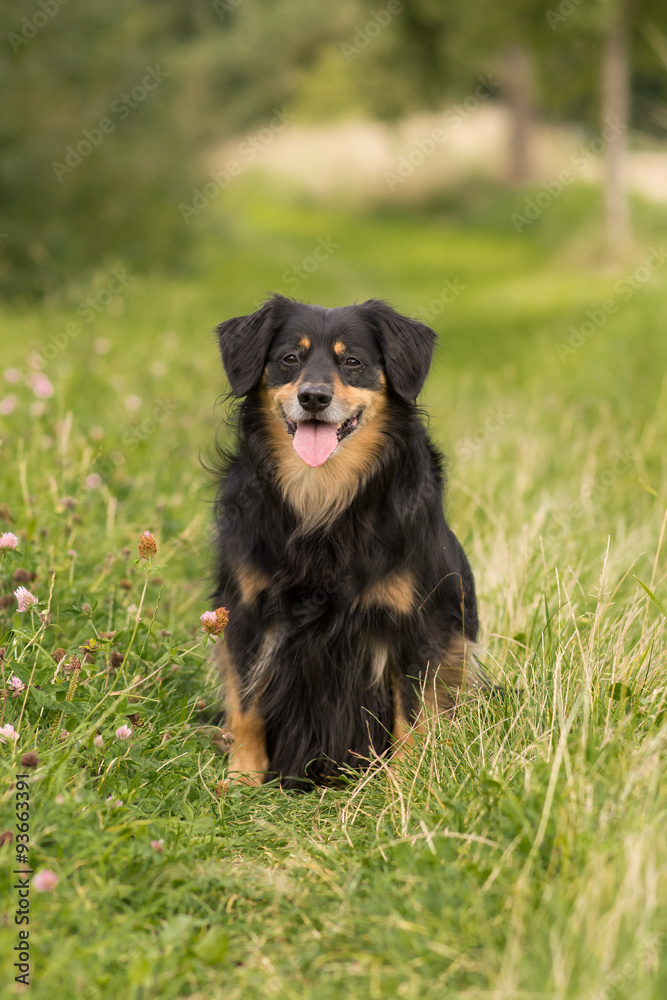 Dog sitting in a meadow and watch attentively Dog sitting in a meadow and watch attentively