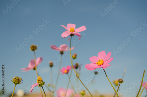 pink flower © mygod555