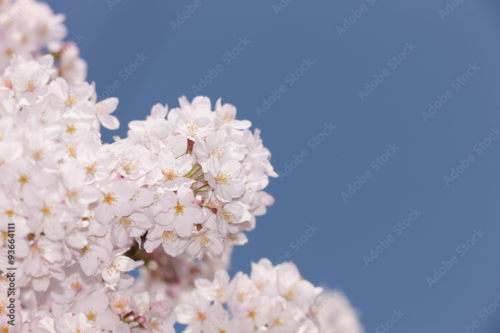 満開の桜の花 満開の桜の花