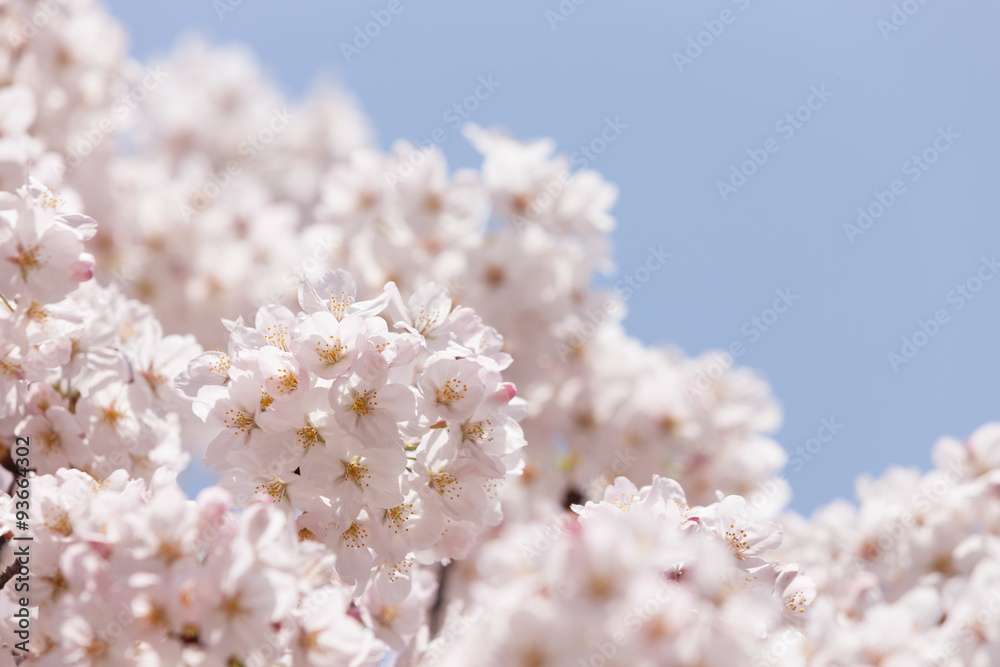 満開の桜の花 満開の桜の花