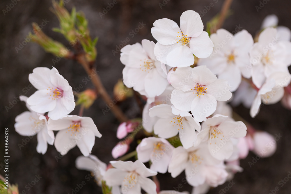 満開の桜の花