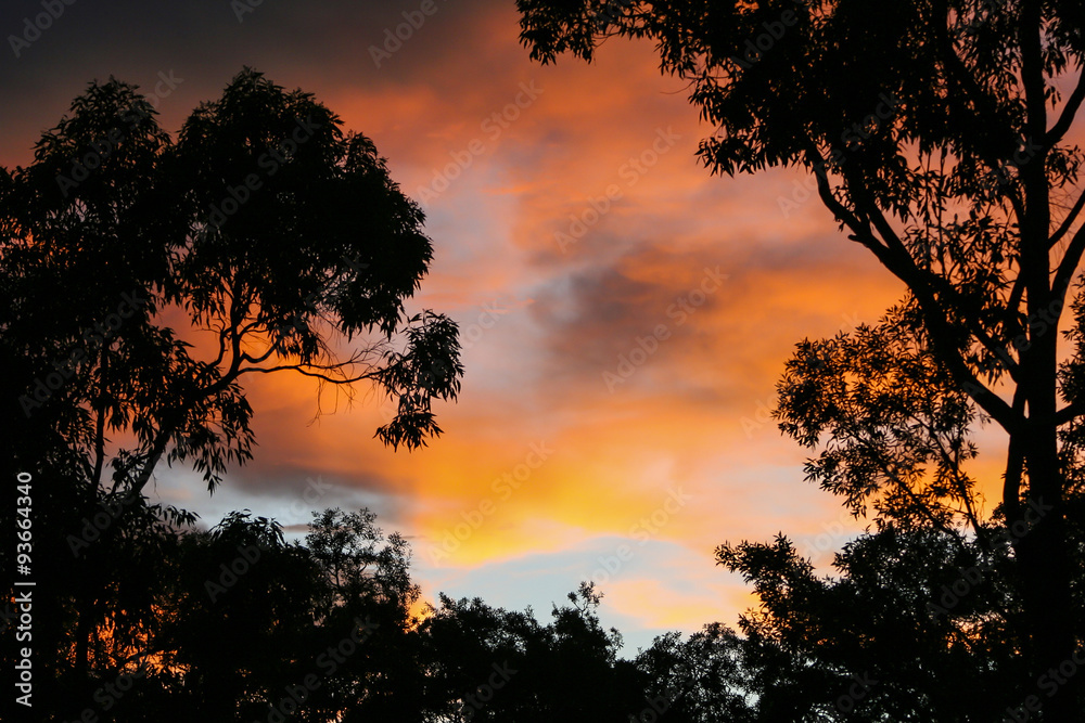 Colourful sunset with silhouetted trees.