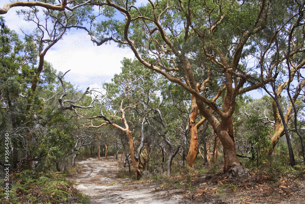 Trees with contorted branches, lining sandy 4x4 track. Fraser, Island, Australia. Trees with contorted branches, lining sandy 4x4 track. Fraser, Island, Australia.