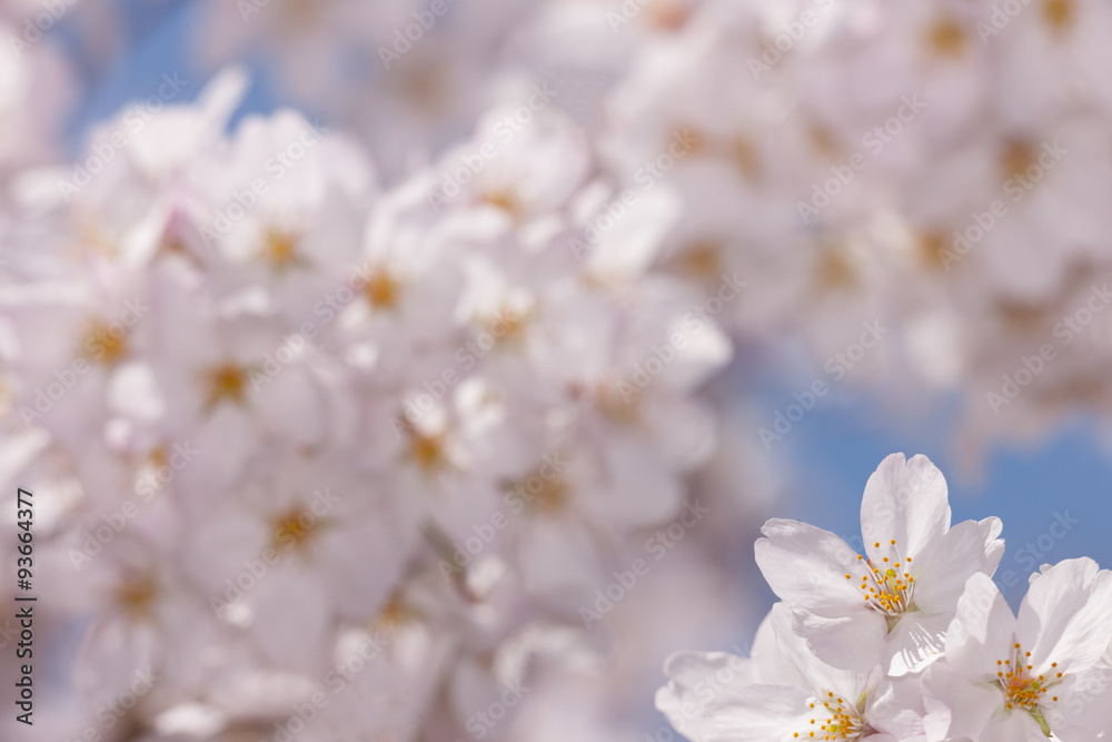 満開の桜の花 満開の桜の花