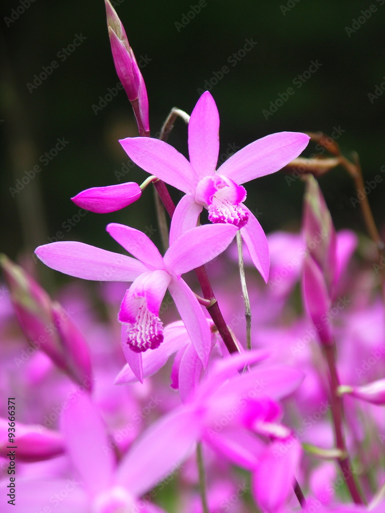 シランの花 シランの花