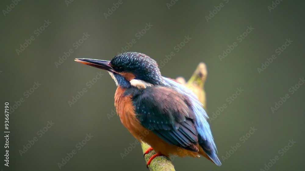 Common Kingfisher sitting on a branch overlooking a small pond. Common Kingfisher sitting on a branch overlooking a small pond.