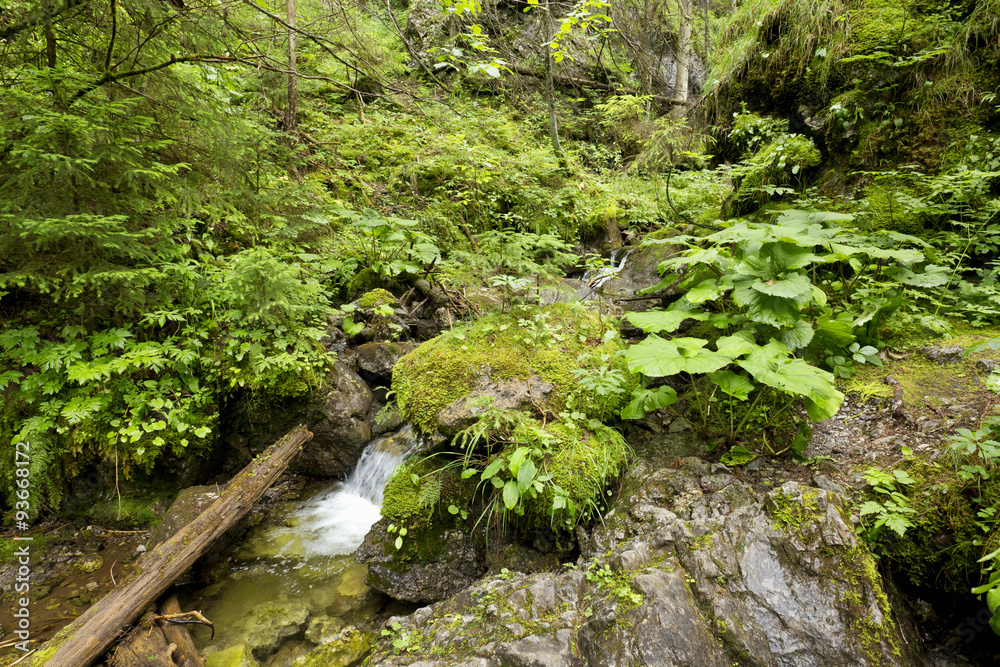 Creek in the Wilderness of Slovakia Mountains Low Tatras Creek in the Wilderness of Slovakia Mountains Low Tatras