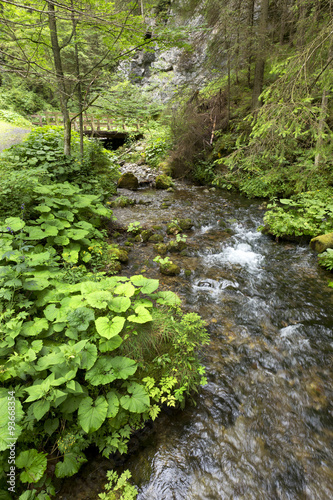 Creek in the Wilderness of Slovakia Mountains Low Tatras