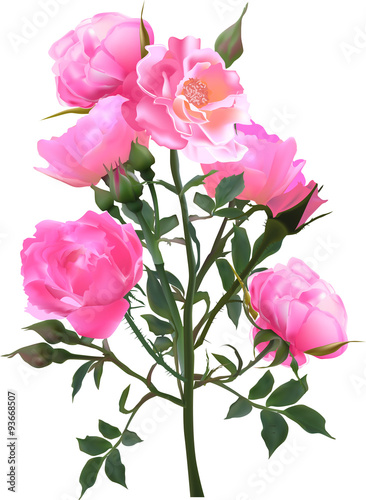 bush with pink rose blooms on white