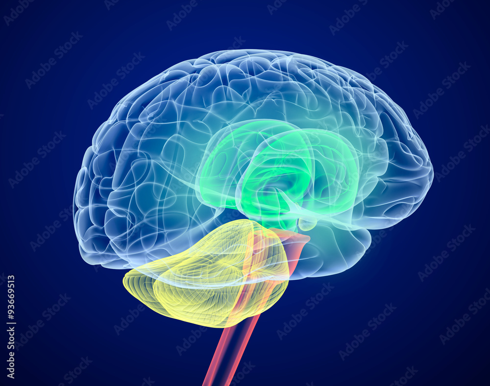 Brain lobes in different colors. X-Ray view. Brain lobes in different colors. X-Ray view.