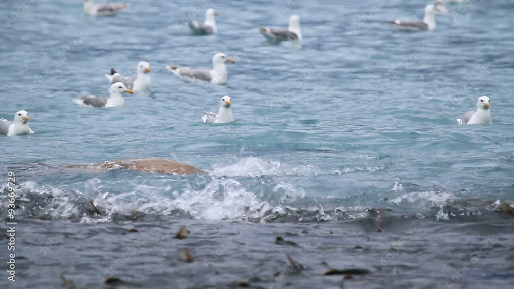 Sealion catch eat salmon P HD 7470 Sealion catch eat salmon P HD 7470