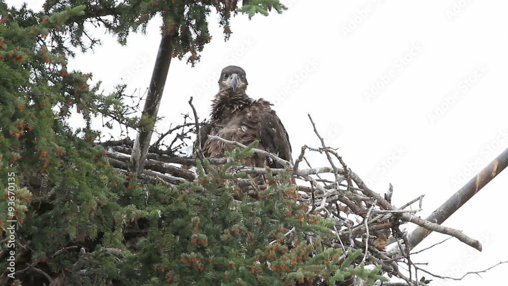 Baby Bald Eagle in nest P HD 1397