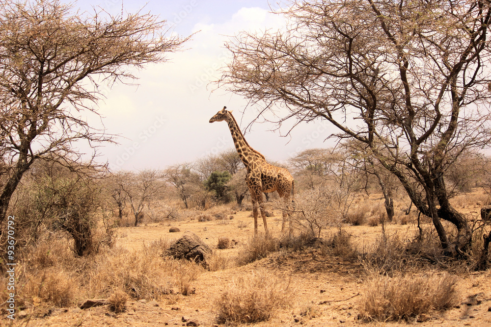 Fototapeta premium Giraffe