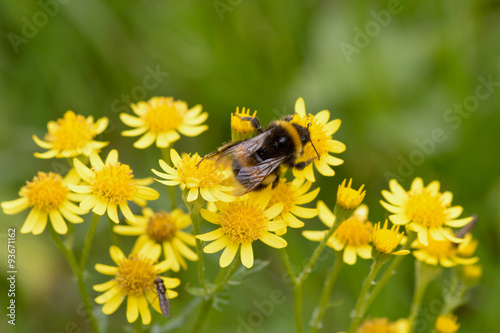 Bumble bee (Anthophila) collecting pollen from a Golden Ragwort