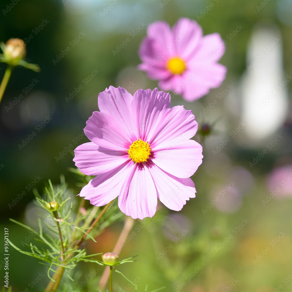Pink Cosmos with Yellow Center (Cosmos bipinnatus) flower Pink Cosmos with Yellow Center (Cosmos bipinnatus) flower