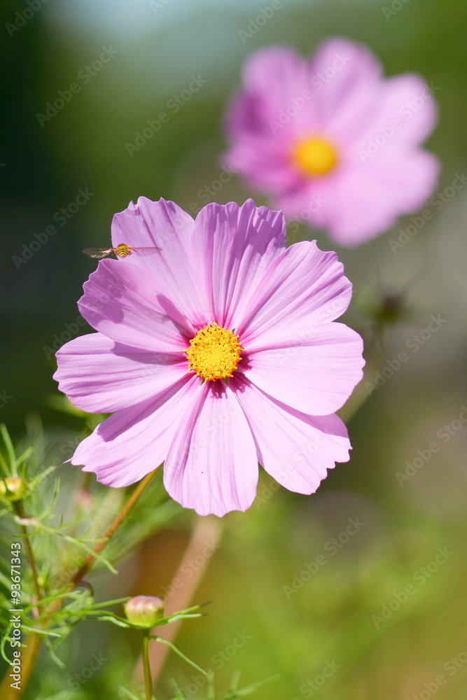 Pink Cosmos with Yellow Center (Cosmos bipinnatus) flower Pink Cosmos with Yellow Center (Cosmos bipinnatus) flower