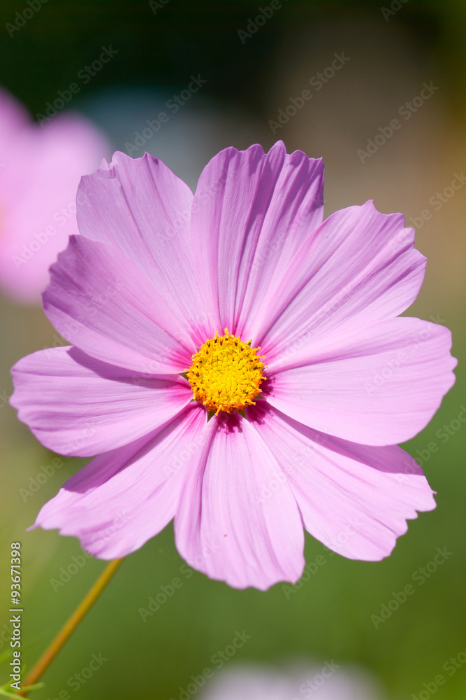 Pink Cosmos with Yellow Center (Cosmos bipinnatus) flower Pink Cosmos with Yellow Center (Cosmos bipinnatus) flower