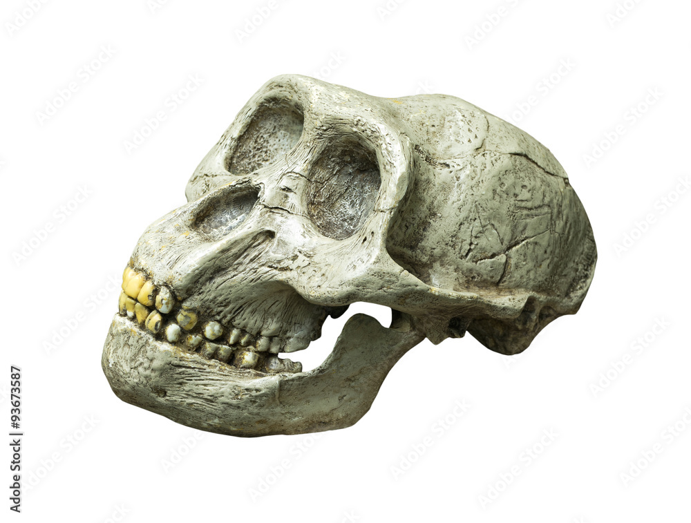 The skull of Australopithecus africanus from Africa The skull of Australopithecus africanus from Africa