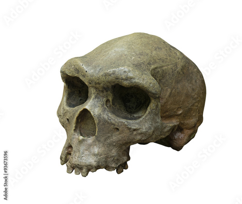 The skull of Homo erectus on white background