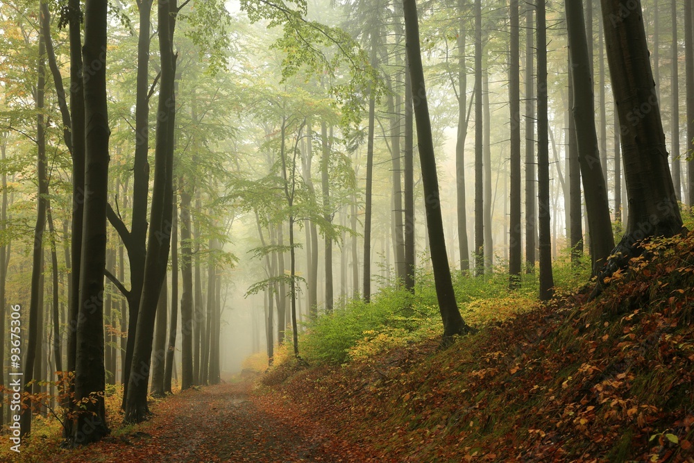 Trail through the autumn beech forest surrounded by fog