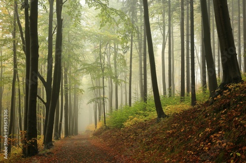 Trail through the autumn beech forest surrounded by fog