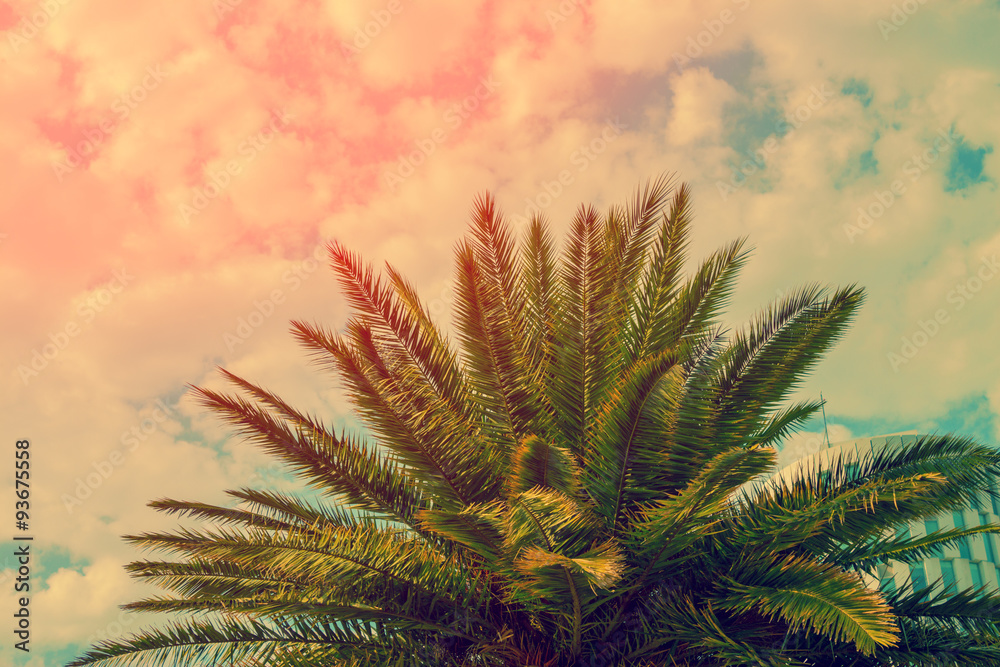 Obraz premium The top of palm trees on the cloudy sky background