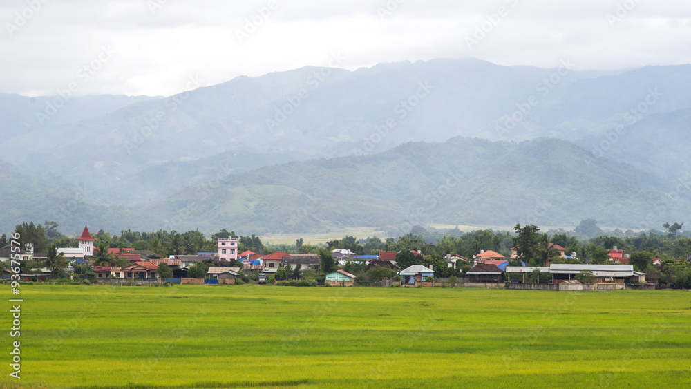 City in rice farm