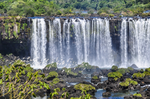 Waterfall and birds at Iguazu Falls   Brazil