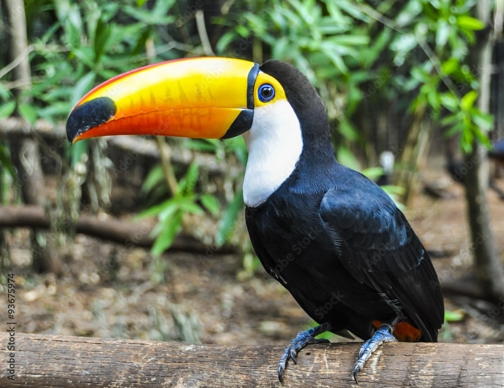 Obraz premium Colorful toucan at Iguazu Falls, Brazil