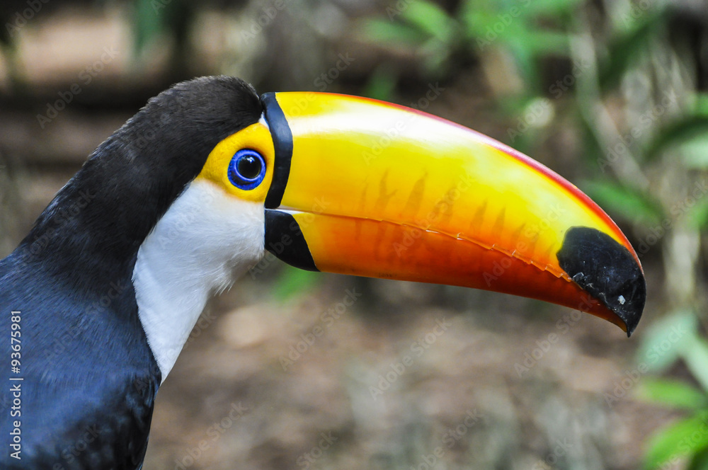 Colorful toucan at Iguazu Falls, Brazil Colorful toucan at Iguazu Falls, Brazil