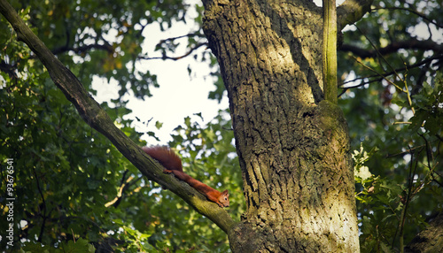 Red squirrel © wrzesientomek