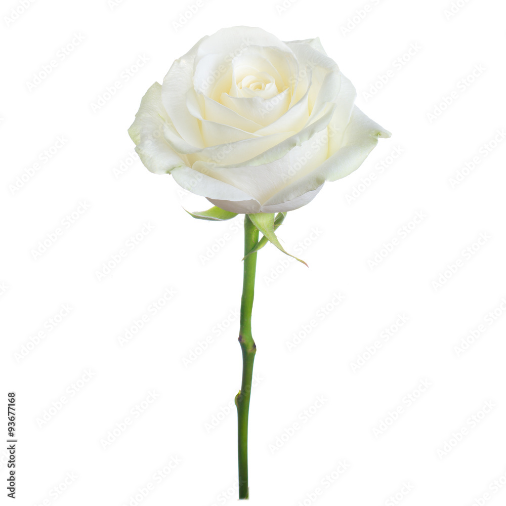 Fototapeta premium pojedyncza biała róża