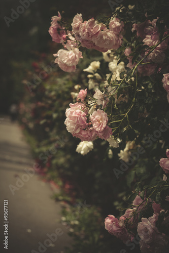 Fototapeta Naklejka Na Ścianę i Meble -  gentle roses