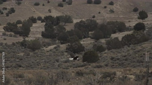 Bald Eagle fly away over hills 4K 002 photo